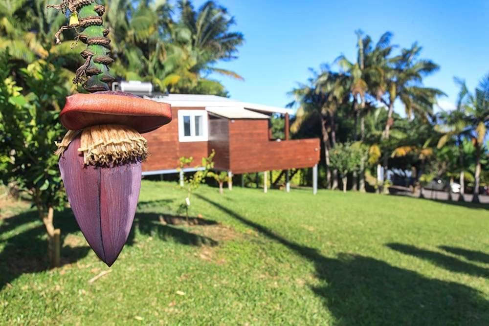 L'Escapade Creole Jacuzzi Privatif Bungalow Ananas 생조세프 외부 사진